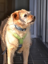 NIVES, Hund, Mischlingshund in Italien - Bild 3