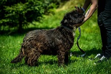 DAVINA, Hund, Mischlingshund in Ungarn - Bild 2