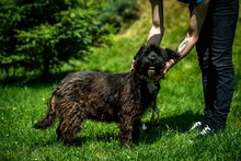 DAVINA, Hund, Mischlingshund in Ungarn - Bild 3