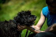 DAVINA, Hund, Mischlingshund in Ungarn - Bild 4