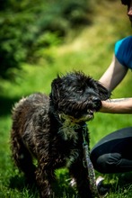 DAVINA, Hund, Mischlingshund in Ungarn - Bild 6