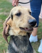 STRIEZEL, Hund, Segugio Español in Italien - Bild 1