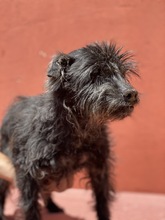 TOFU, Hund, Mischlingshund in Italien - Bild 2