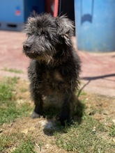 TOFU, Hund, Mischlingshund in Italien - Bild 3