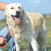 QUINELLA, Hund, Golden Retriever-Maremmano Abruzzese-Mix in Italien - Bild 1