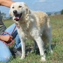 QUINIE, Hund, Maremmano-Mix in Italien - Bild 2