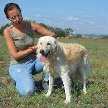 QUINELLA, Hund, Maremmano-Mix in Italien - Bild 3