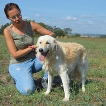 QUINIE, Hund, Maremmano-Mix in Italien - Bild 3