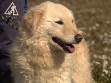 QUINELLA, Hund, Maremmano-Mix in Italien - Bild 5