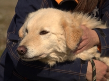 QUINELLA, Hund, Maremmano-Mix in Italien - Bild 6
