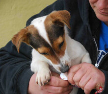 BILLY, Hund, Jack Russell Terrier in Bulgarien - Bild 10