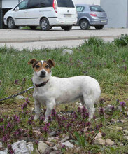 BILLY, Hund, Jack Russell Terrier in Bulgarien - Bild 2