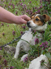 BILLY, Hund, Jack Russell Terrier in Bulgarien - Bild 3