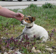 BILLY, Hund, Jack Russell Terrier in Bulgarien - Bild 4