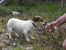 BILLY, Hund, Jack Russell Terrier in Bulgarien - Bild 5