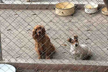 BILLY, Hund, Jack Russell Terrier in Bulgarien - Bild 8