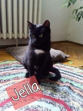 JELLA, Katze, Hauskatze in Rumänien - Bild 1