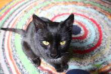 JELLA, Katze, Hauskatze in Rumänien - Bild 7
