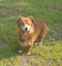 LEO, Hund, Mischlingshund in Rumänien - Bild 1