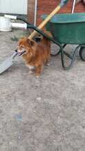 LEO, Hund, Mischlingshund in Rumänien - Bild 12