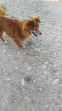 LEO, Hund, Mischlingshund in Rumänien - Bild 17