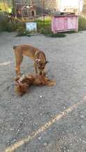LEO, Hund, Mischlingshund in Rumänien - Bild 20