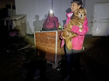 LEO, Hund, Mischlingshund in Rumänien - Bild 24