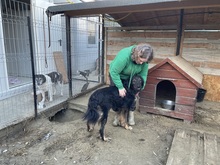 ANTON, Hund, Mischlingshund in Rumänien - Bild 10