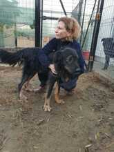 ANTON, Hund, Mischlingshund in Rumänien - Bild 12