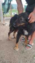 ANTON, Hund, Mischlingshund in Rumänien - Bild 18