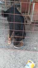 ANTON, Hund, Mischlingshund in Rumänien - Bild 21