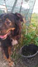 ANTON, Hund, Mischlingshund in Rumänien - Bild 23