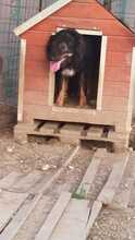 ANTON, Hund, Mischlingshund in Rumänien - Bild 24