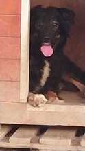ANTON, Hund, Mischlingshund in Rumänien - Bild 25