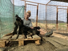 ANTON, Hund, Mischlingshund in Rumänien - Bild 31