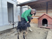 ANTON, Hund, Mischlingshund in Rumänien - Bild 4