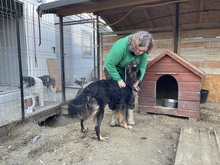 ANTON, Hund, Mischlingshund in Rumänien - Bild 5