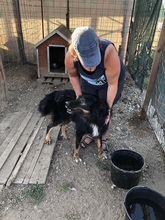 ANTON, Hund, Mischlingshund in Rumänien - Bild 6