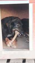 ANTON, Hund, Mischlingshund in Rumänien - Bild 7