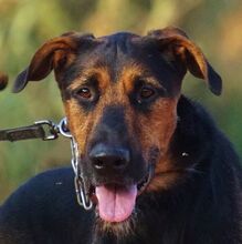 ODY, Hund, Deutscher Schäferhund-Mix in Spanien - Bild 12