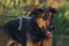 ODY, Hund, Deutscher Schäferhund-Mix in Spanien - Bild 13