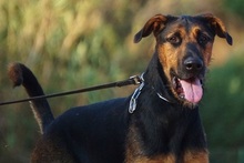 ODY, Hund, Deutscher Schäferhund-Mix in Spanien - Bild 14