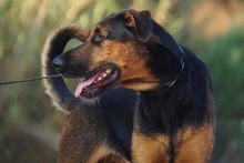 ODY, Hund, Deutscher Schäferhund-Mix in Spanien - Bild 15