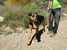 ODY, Hund, Deutscher Schäferhund-Mix in Spanien - Bild 17