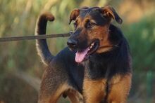 ODY, Hund, Deutscher Schäferhund-Mix in Spanien - Bild 4