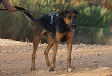 ODY, Hund, Deutscher Schäferhund-Mix in Spanien - Bild 9