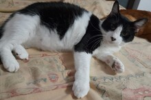 LILLY, Katze, Europäisch Kurzhaar in Rumänien - Bild 2