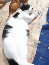 LILLY, Katze, Europäisch Kurzhaar in Rumänien - Bild 9