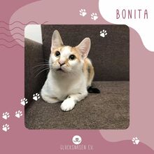 BONITA, Katze, Europäisch Kurzhaar in Rumänien - Bild 1