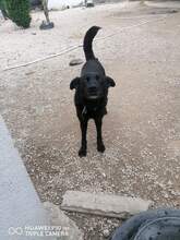 NUBIS, Hund, Mischlingshund in Bulgarien - Bild 3